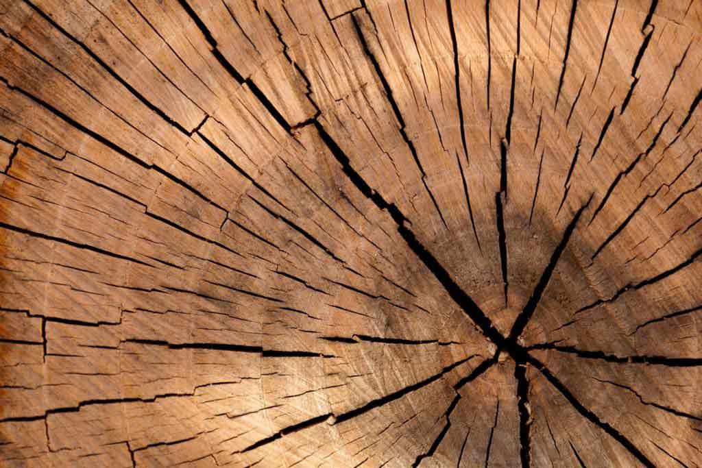 wood nature pattern texture 40973 scaled 1 1024x683 1