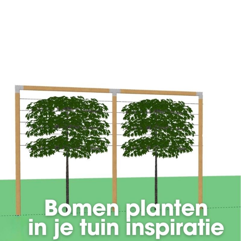 bomen planten in je tuin inspiratie